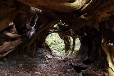 Wyspa Yakushima- Japonia