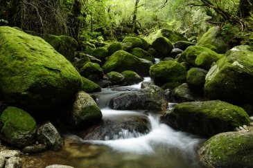 Wyspa Yakushima- Japonia