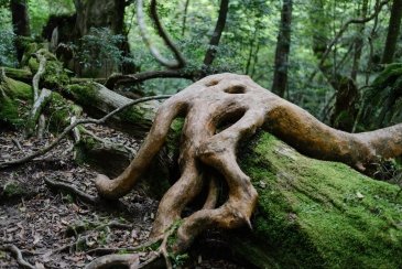 Wyspa Yakushima- Japonia