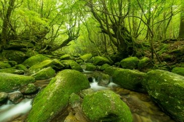 Wyspa Yakushima- Japonia