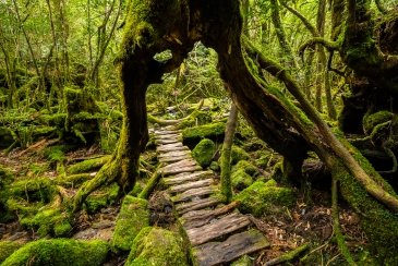 Wyspa Yakushima- Japonia