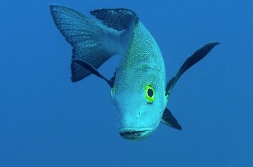 Wyspa Bunaken- Indonezja