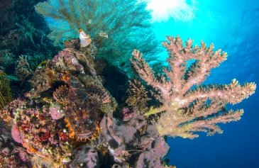 Wyspa Bunaken- Indonezja