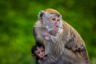 Teman Negara Malezja