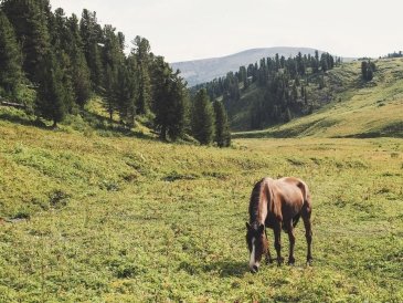 Góry Ałtaj - Mongolia