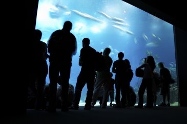 Oceanarium