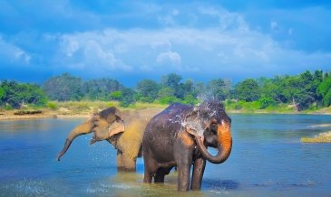 Park Narodowy Chitwan - Nepal