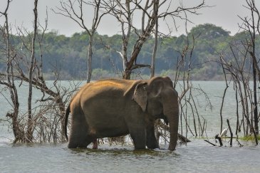 Park Narodowy Willpattu- Sri Lanka