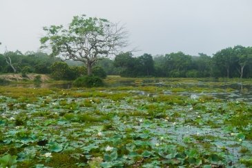 Park Narodowy Willpattu- Sri Lanka