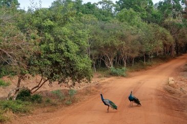 Park Narodowy Willpattu- Sri Lanka