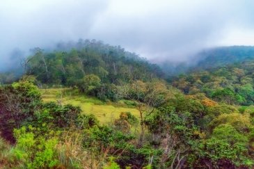 Sri Lanka Las Sinharaja