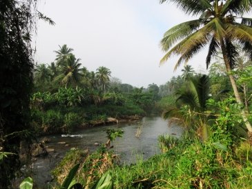 Sri Lanka Las Sinharaja