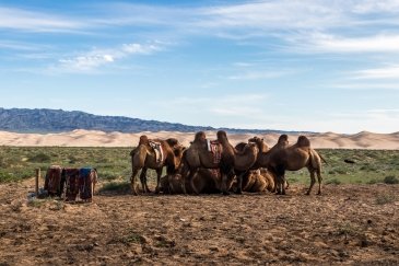 Pustynia Gobi- Mongolia