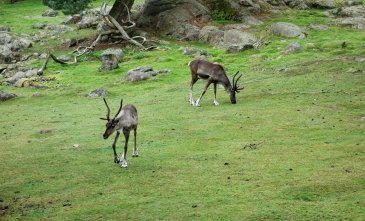 Gothenburg',s Slottsskogen Park