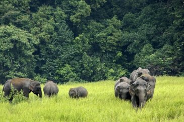 Khao Yai Tajlandia