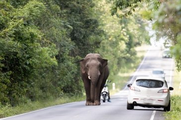 Khao Yai Tajlandia