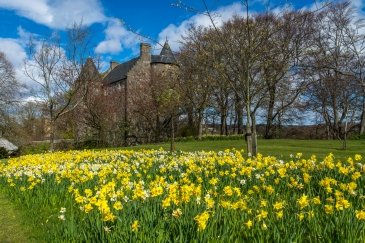 Daffodils Wallace Tower