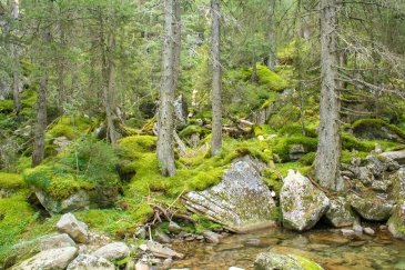 Retezat National Park- Rumunia