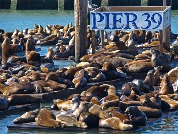 Fisherman's Wharf