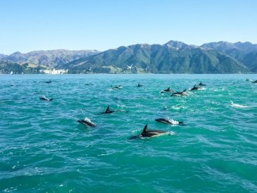 Kaikoura National Park New Zeland