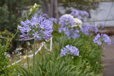 .The Royal Botanic Garden Sydney