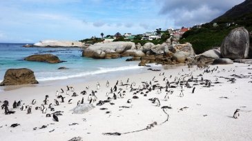 Boulders Beach Penguin Colony