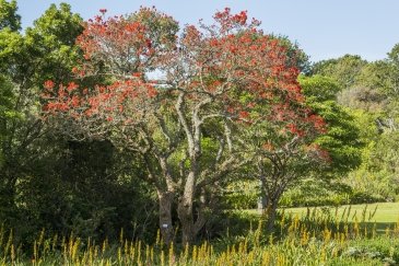 Kristenbosch Botanic Garden