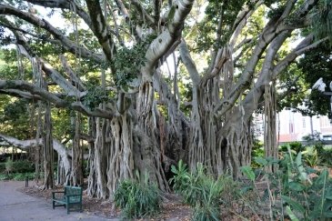 Brisbane City Botanic Gardens