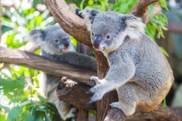 Lone Pine Koala Sanctuary