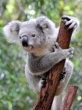 Lone Pine Koala Sanctuary