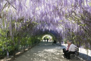 Adelaide Botanic Garden