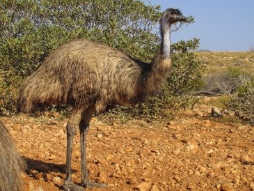 Cleland Wildlife park