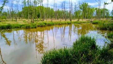 Stanowiski archeologiczne Grzęzawisko Chorwackie pod Szprotawą