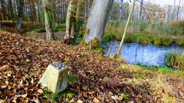 Grzęzawisko Chorwackie w Szprotawie