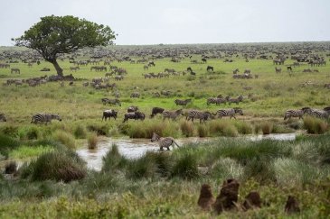 Serengetti.jpg