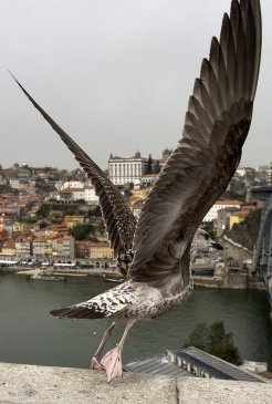 Porto, Portugal.jpeg