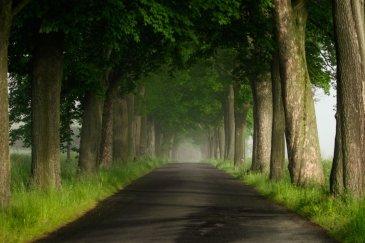 Lipową Aleją, Dolny Śląsk