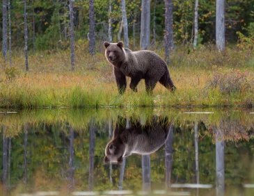 Niedźwiedź Finlandia 1