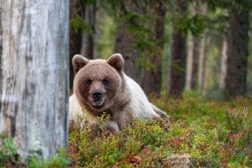 Niedźwiedź Finlandia 2