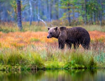 Niedźwiedź Finlandia 4