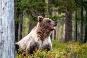 Niedźwiedź Finlandia 5