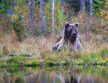 Niedźwiedź Finlandia 6