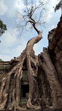 Kambodza - Angkor Wat.jpg