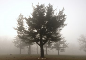DSCF2205.JPG