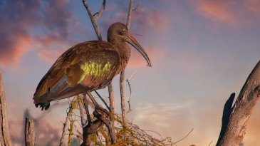 Ibis