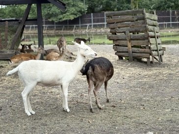 Zagroda Żubrów