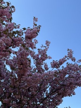 IMG_1788.jpeg